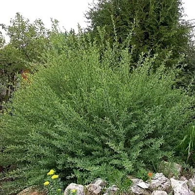 Ива НАНА  пурпурная   Ива НАНА  пурпурная  в Москве