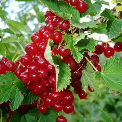 Смородина красная ГОЛЛАНДСКАЯ КРАСНАЯ — описание сорта Смородина красная ГОЛЛАНДСКАЯ КРАСНАЯ в Москве