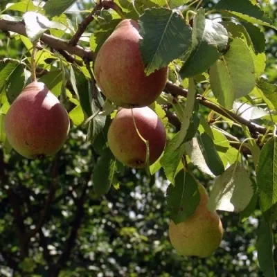 Груша ЛИРА — описание сорта Груша ЛИРА в Москве