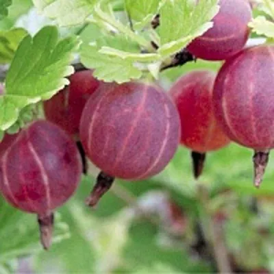 Крыжовник РАВОЛТ — описание сорта Крыжовник РАВОЛТ в Москве