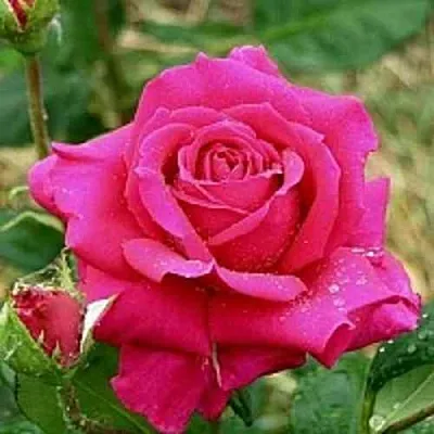 Саженцы роз ШАКИРА чайно-гибридная  Саженцы роз ШАКИРА чайно-гибридная в Москве