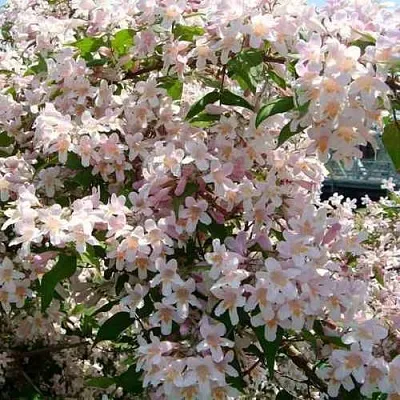 Кольквиция  Кольквиция в Москве