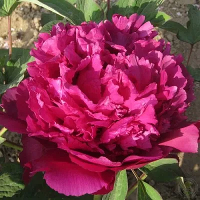 Пион ТАЙНАЯ СТРАСТЬ древовидный  Пион ТАЙНАЯ СТРАСТЬ древовидный в Москве