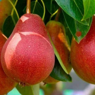 Груша ГЕРА — описание сорта Груша ГЕРА в Москве