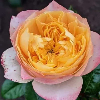 Саженцы роз ГОЛДЕН ВУВУЗЕЛА чайно-гибридная — описание сорта Саженцы роз ГОЛДЕН ВУВУЗЕЛА чайно-гибридная в Москве