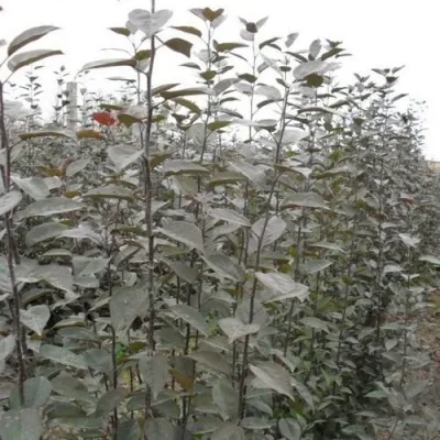 Подвой яблони 54-118 — описание сорта Подвой яблони 54-118 в Москве