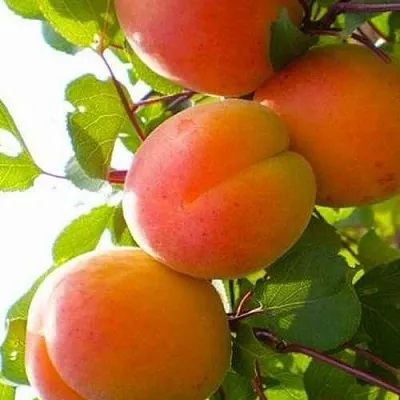 Абрикос КРЫМСКИЙ АМУР  Абрикос КРЫМСКИЙ АМУР в Москве