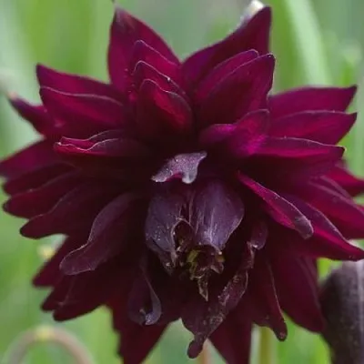 Аквилегия БАРЛОУ БОРДО обыкновенная  Аквилегия БАРЛОУ БОРДО обыкновенная в Москве