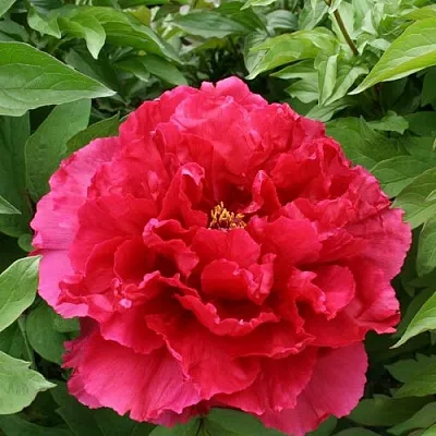 Пион АРОМАТНОЕ ВОСПОМИНАНИЕ древовидный  Пион АРОМАТНОЕ ВОСПОМИНАНИЕ древовидный в Москве