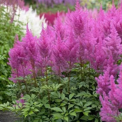 Астильба АМЕТИСТ Арендса  Астильба АМЕТИСТ Арендса в Москве