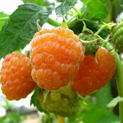 Малина ЗОЛОТЫЕ КУПОЛА — описание сорта Малина ЗОЛОТЫЕ КУПОЛА в Москве