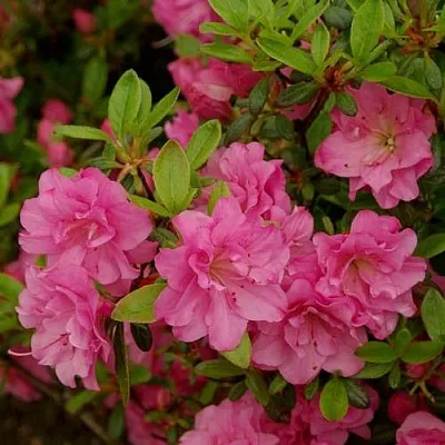 Азалия РОЗИНЕТТА японская  Азалия РОЗИНЕТТА японская в Москве