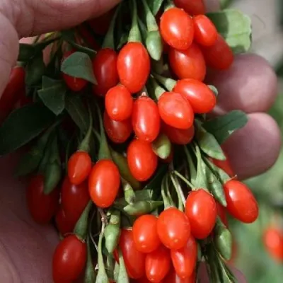 Годжи КОРЕАН БИГ — описание сорта Годжи КОРЕАН БИГ в Москве