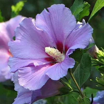 Гибискус  Гибискус в Москве