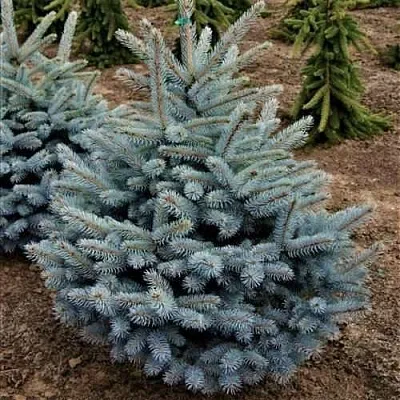 Ель МИСТИ БЛЮ голубая  Ель МИСТИ БЛЮ голубая в Москве