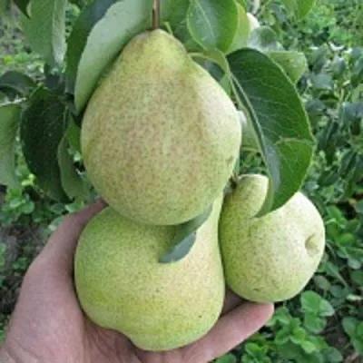 Груша КУДЕСНИЦА — описание сорта Груша КУДЕСНИЦА в Москве