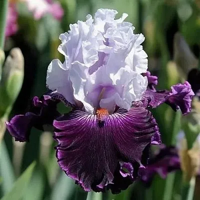 саженцы ириса саженцы ириса