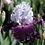 саженцы ириса