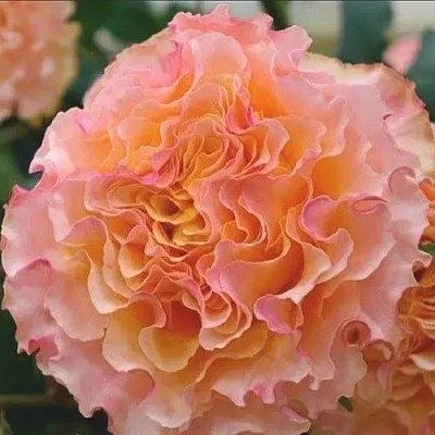 Саженцы роз КАМПАНЕЛЛА ПИЧ чайно-гибридная  Саженцы роз КАМПАНЕЛЛА ПИЧ чайно-гибридная в Москве