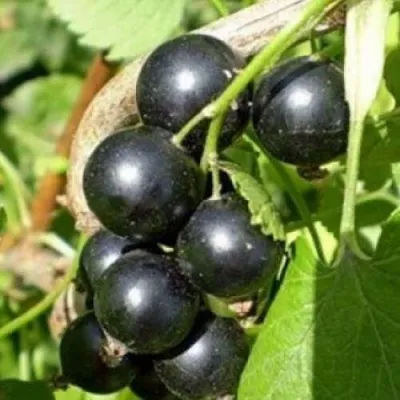 Смородина черная ОРЛОВСКИЙ ВАЛЬС — описание сорта Смородина черная ОРЛОВСКИЙ ВАЛЬС в Москве