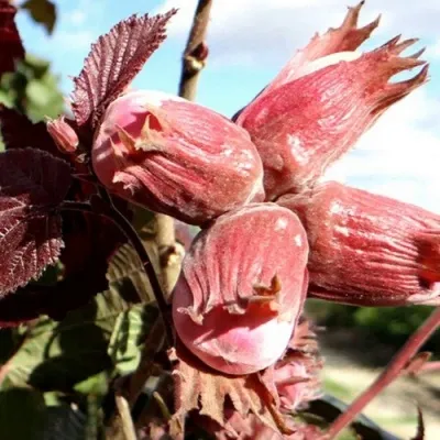 Фундук АЛЫЙ ПАРУС — описание сорта Фундук АЛЫЙ ПАРУС в Москве