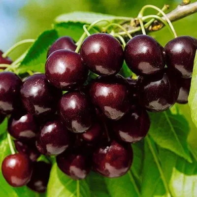 Черешня ВИТЯЗЬ — описание сорта Черешня ВИТЯЗЬ в Москве