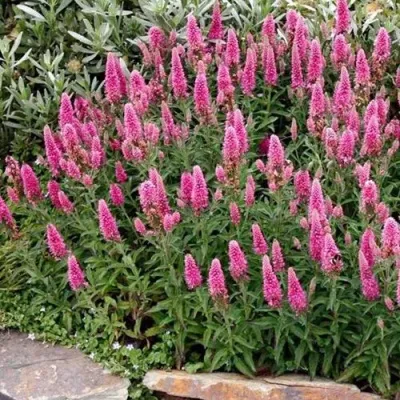 Вероника РОЗЕА колосковая — описание сорта Вероника РОЗЕА колосковая в Москве