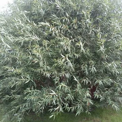 Ива СЕРЕБРИСТАЯ  Ива СЕРЕБРИСТАЯ в Москве