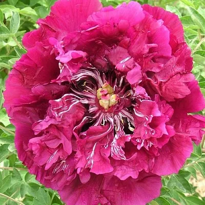 Пион ПУРПУРНЫЙ ОКЕАН древовидный  Пион ПУРПУРНЫЙ ОКЕАН древовидный в Москве