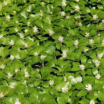 саженцы пахизандры саженцы пахизандры