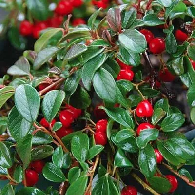 Кизильник Даммера  Кизильник Даммера в Москве