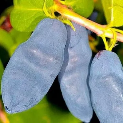 Жимолость съедобная ДЛИННОПЛОДНАЯ  Жимолость съедобная ДЛИННОПЛОДНАЯ в Москве