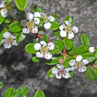 Кизильник ТАНГСТЕДТ горизонтальный  — описание сорта Кизильник ТАНГСТЕДТ горизонтальный  в Москве