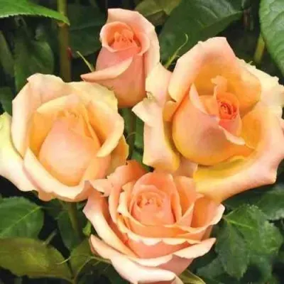 Саженцы роз ВЕРСИЛИЯ чайно-гибридная — описание сорта Саженцы роз ВЕРСИЛИЯ чайно-гибридная в Москве