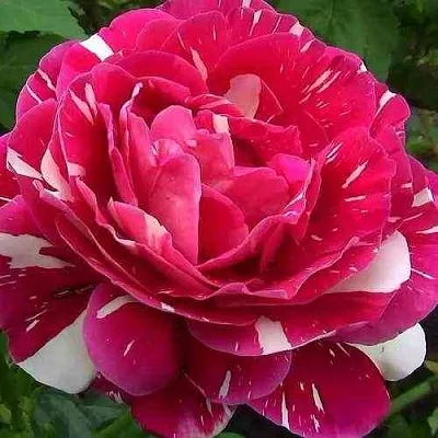 Саженцы роз ПЕСТРАЯ ФАНТАЗИЯ чайно-гибридная  Саженцы роз ПЕСТРАЯ ФАНТАЗИЯ чайно-гибридная в Москве