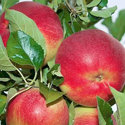 Яблоня СЕНАТОР колонновидная  Яблоня СЕНАТОР колонновидная в Москве