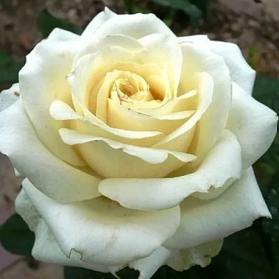 Саженцы роз ЭДВАНС чайно-гибридная  Саженцы роз ЭДВАНС чайно-гибридная в Москве