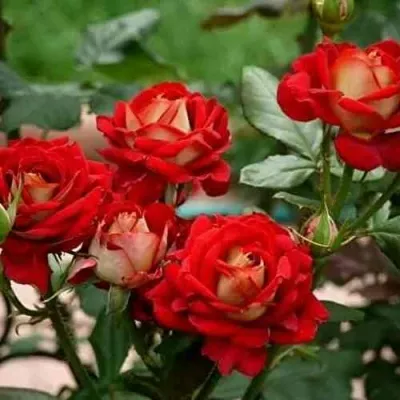 Саженцы роз НЬЮ ФЭШН чайно-гибридная — описание сорта Саженцы роз НЬЮ ФЭШН чайно-гибридная в Москве