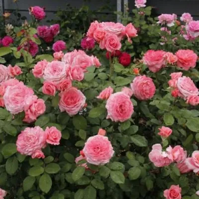 Саженцы роз ИНСТИТУТ ЛЮМЬЕР шраб — описание сорта Саженцы роз ИНСТИТУТ ЛЮМЬЕР шраб в Москве