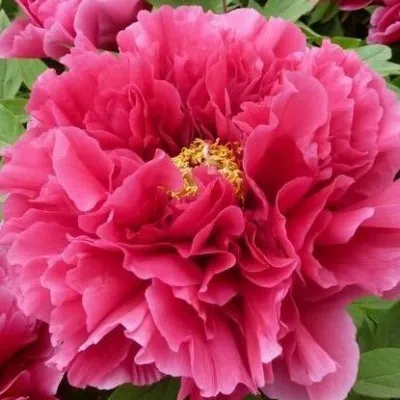 Пион КОРОЛЕВСКИЙ ЦВЕТОК древовидный — описание сорта Пион КОРОЛЕВСКИЙ ЦВЕТОК древовидный в Москве