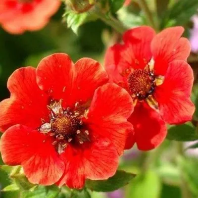 Лапчатка ГИБСОН СКАРЛЕТ травянистая — описание сорта Лапчатка ГИБСОН СКАРЛЕТ травянистая в Москве