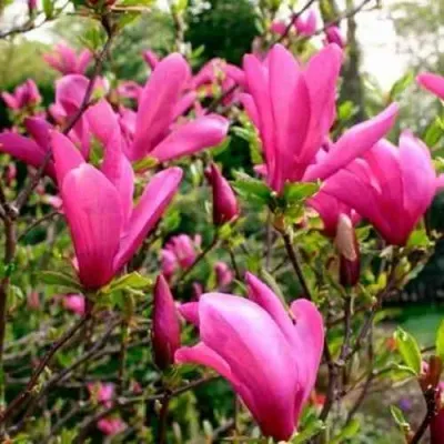 Магнолия СЬЮЗАН — описание сорта Магнолия СЬЮЗАН в Москве