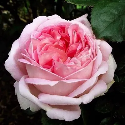 Саженцы роз МИРИАМ чайно-гибридная  Саженцы роз МИРИАМ чайно-гибридная в Москве