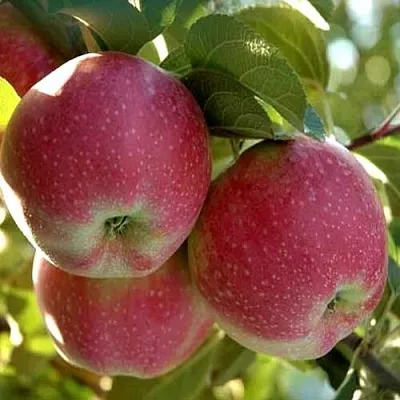 Яблоня АЛЬВА Яблоня АЛЬВА