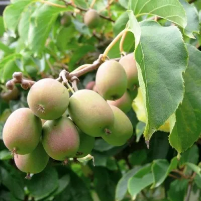 Актинидия ЛЮСИ аргута  — описание сорта Актинидия ЛЮСИ аргута  в Москве