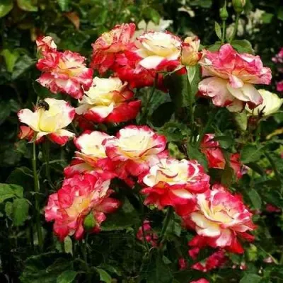 Саженцы роз ДАБЛ ДЕЛАЙТ чайно-гибридная — описание сорта Саженцы роз ДАБЛ ДЕЛАЙТ чайно-гибридная в Москве