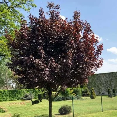 Клен ФАССЕН БЛЭК остролистный — описание сорта Клен ФАССЕН БЛЭК остролистный в Москве