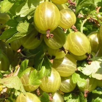 Крыжовник БЕЛОРУСCКИЙ САХАРНЫЙ 2 — описание сорта Крыжовник БЕЛОРУСCКИЙ САХАРНЫЙ 2 в Москве