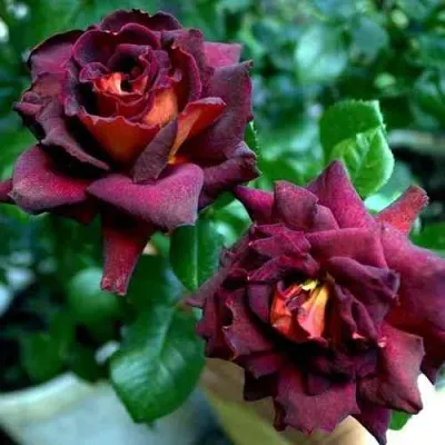 Саженцы роз ЭДДИ МИТЧЕЛЛ чайно-гибридная в Москве