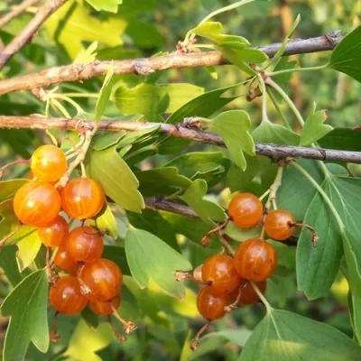 Смородина золотистая ЛЯЙСАН — описание сорта Смородина золотистая ЛЯЙСАН в Москве